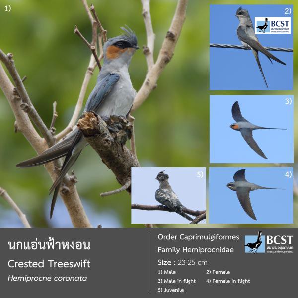 Hemiprocne coronata