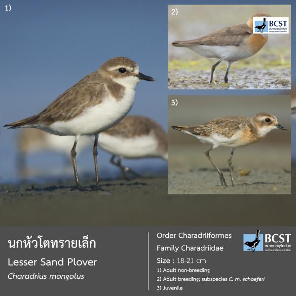 Charadrius mongolus