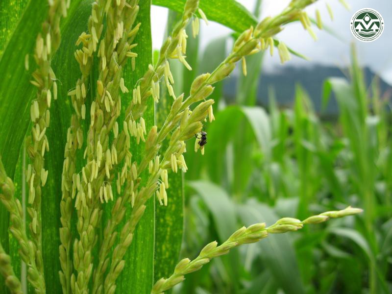 Trigona leaviceps