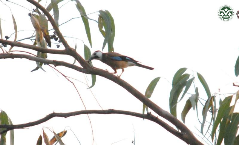 Garrulus glandarius