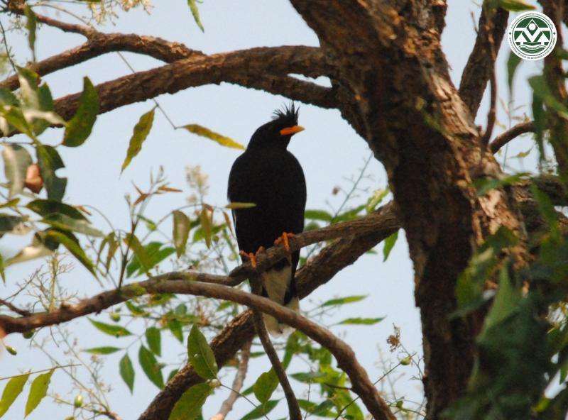 Acridotheres cinereus