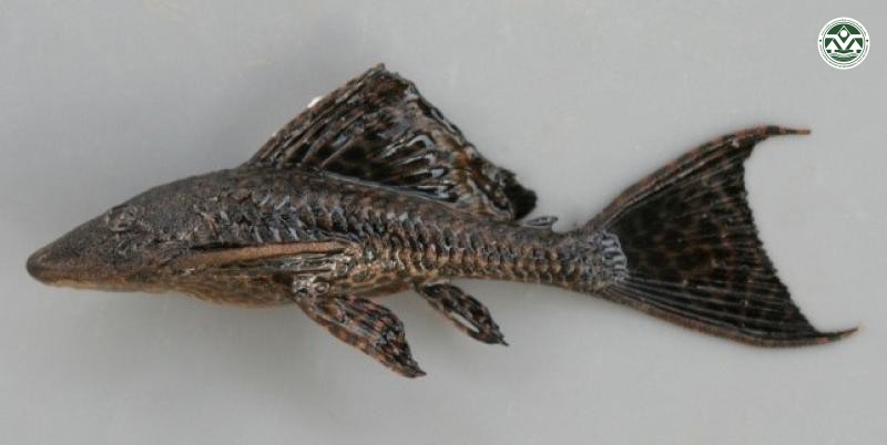 Pterygoplichthys pardalis