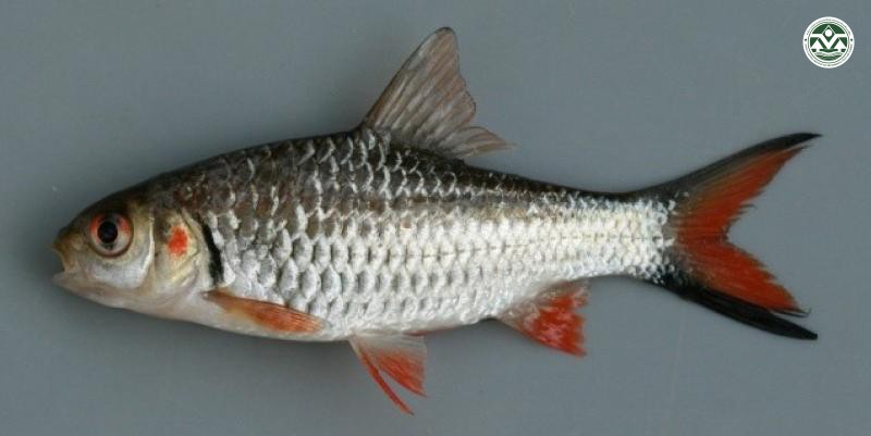 Puntius orphoides