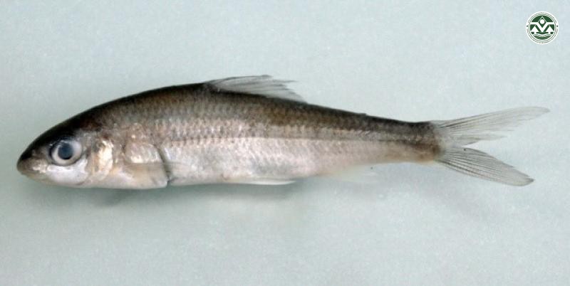 Onychostoma gerlachi