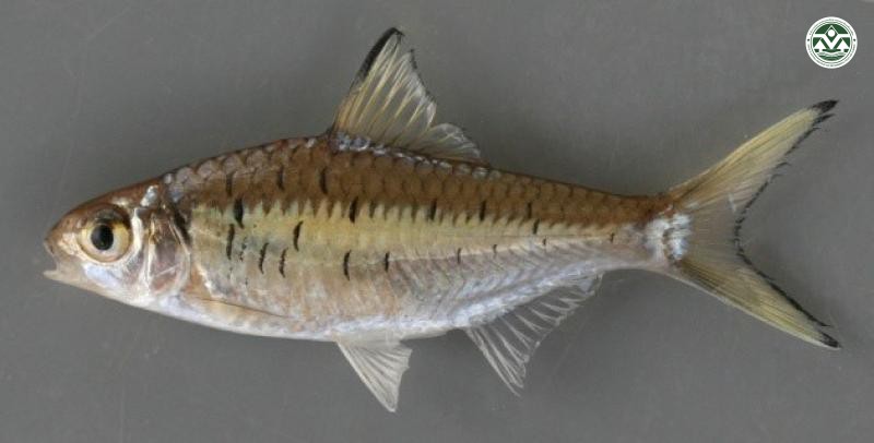 Mystacoleucus greenwayi
