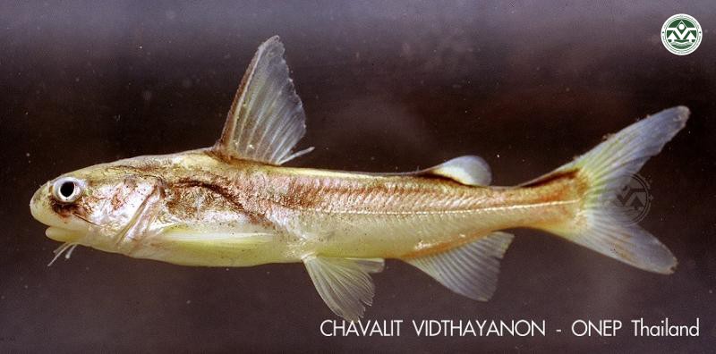 Ketengus typus
