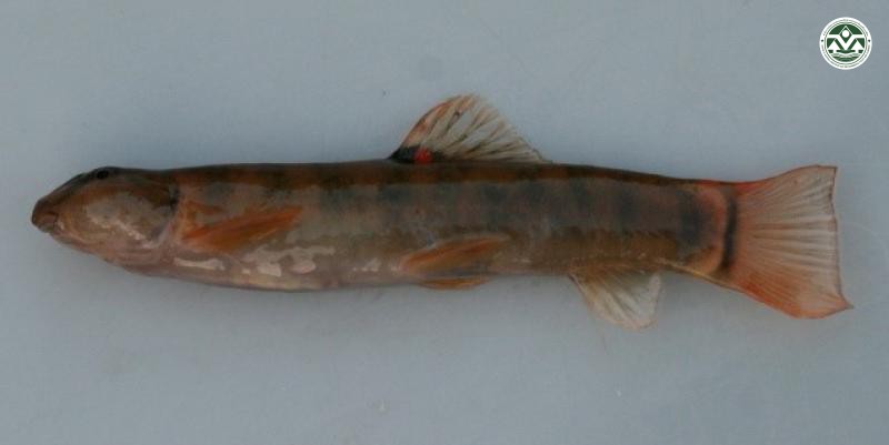 Schistura breviceps