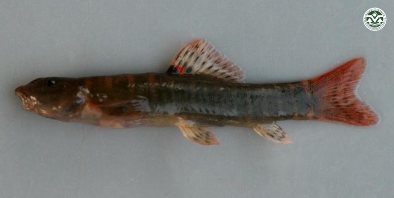 Schistura desmotes