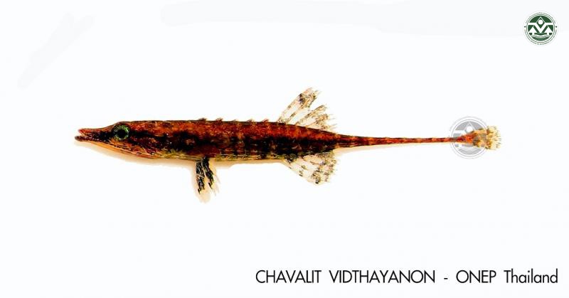 Indostomus spinosus