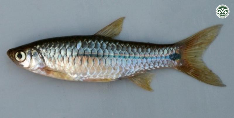 Rasbora paviana