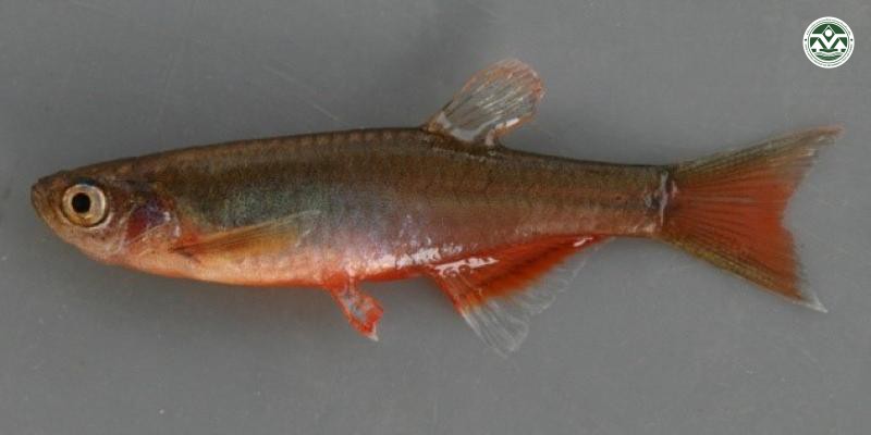 Danio roseus