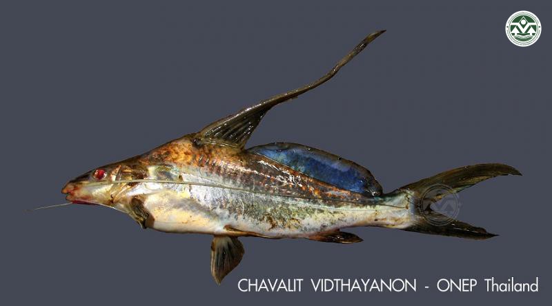 Mystus bocourti