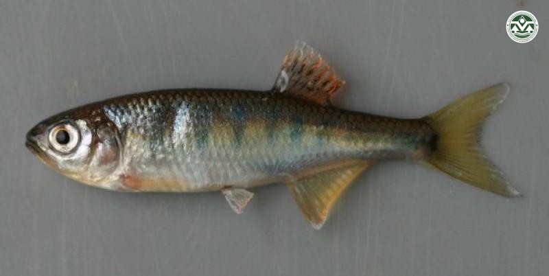 Opsarius pulchellus