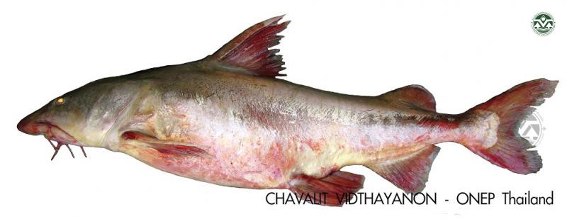 Hemiarius verrucosus