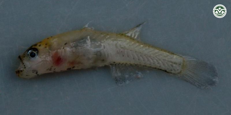 Gobiopterus chuno