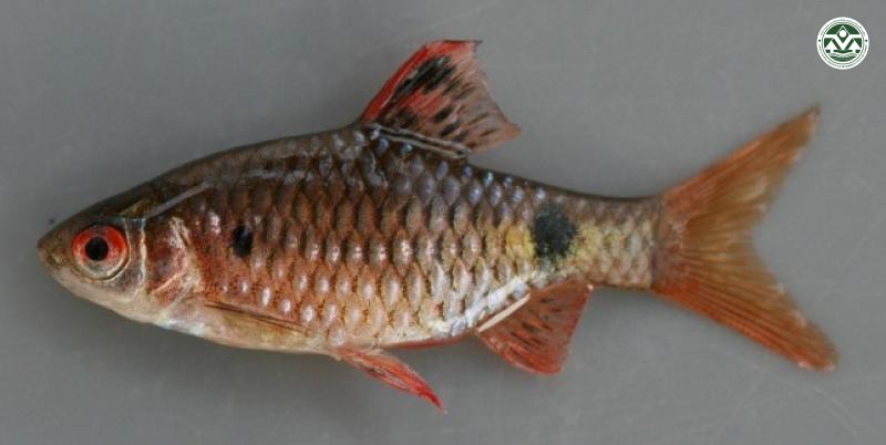 Puntius stoliczkanus