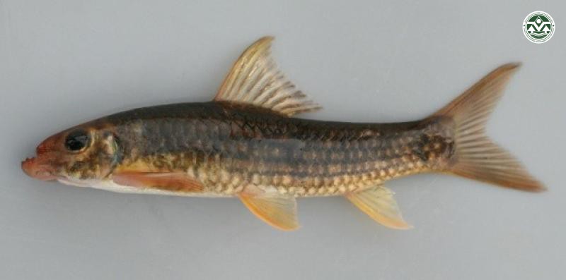 Garra fuliginosa