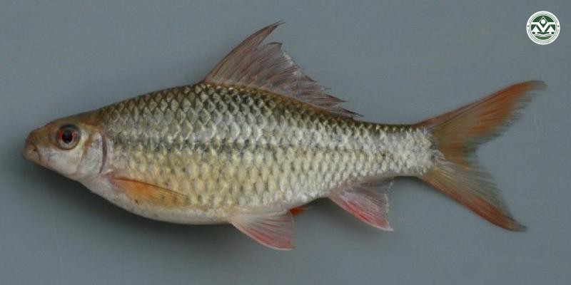 Osteocheilus microcephalus