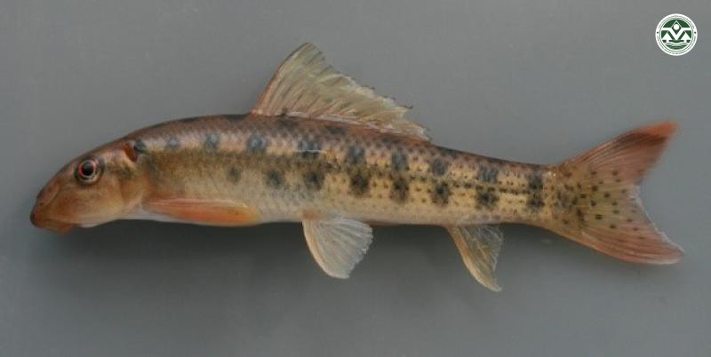 Gyrinocheilus aymonieri