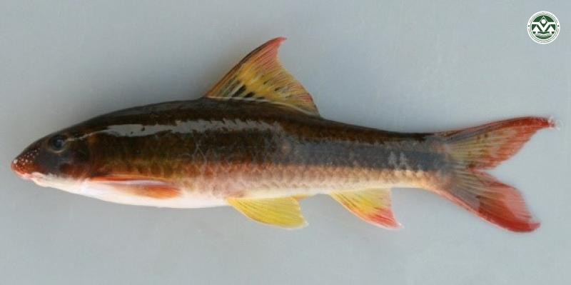 Garra cambodgiensis