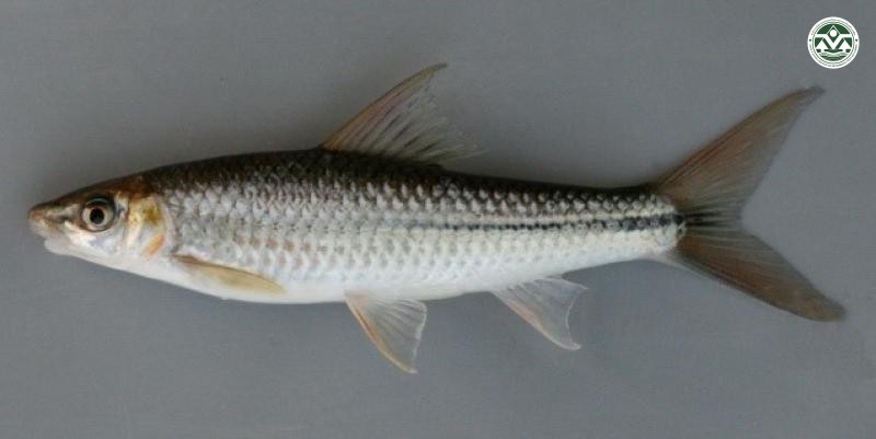 Lobocheilus melanotaenia