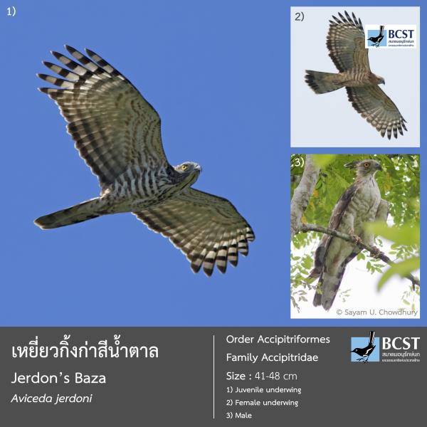 Aviceda jerdoni