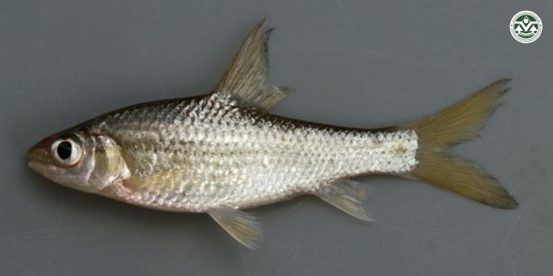 Cyclocheilichthys armatus