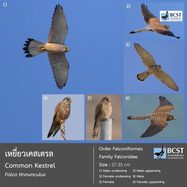 Falco tinnunculus