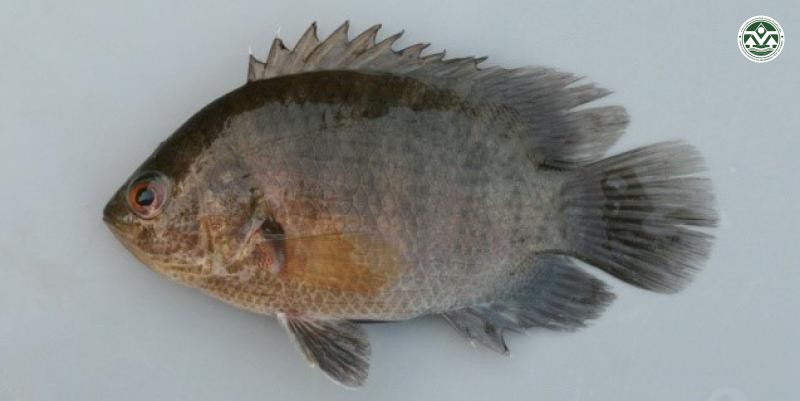 Pristolepis fasciata