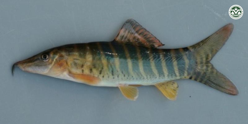Syncrossus helodes