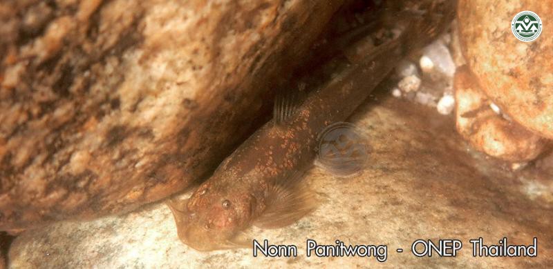 Exostoma effrenum