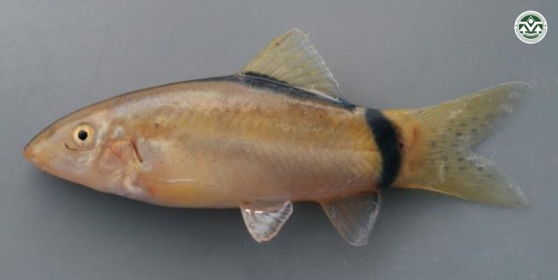 Yasuhikotakia morleti