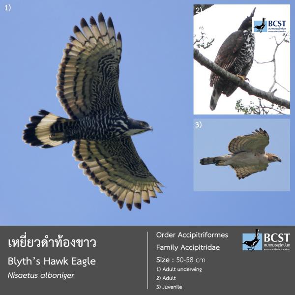 Nisaetus alboniger