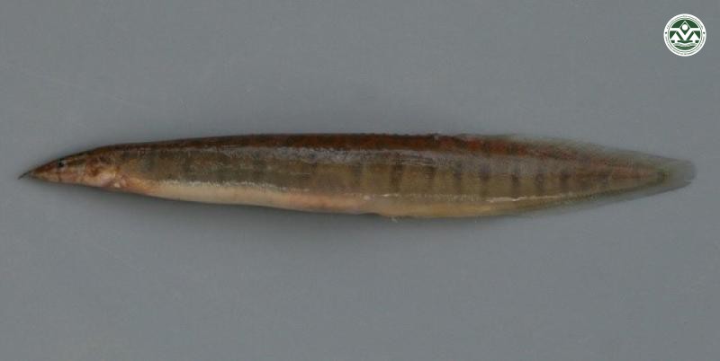 Macrognathus semiocellatus