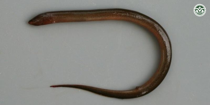 Monopterus albus