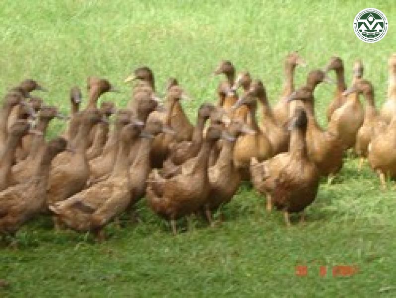 Cairina moschata