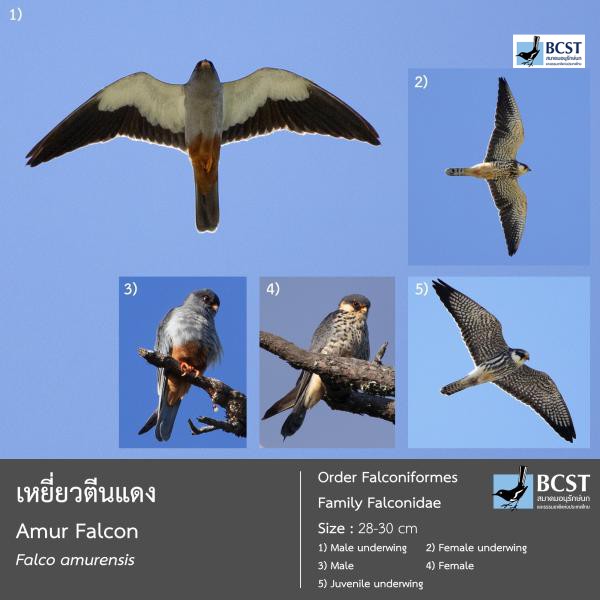 Falco amurensis