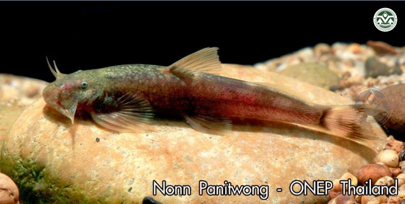 Exostoma berdmorei