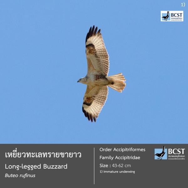 Buteo rufinus