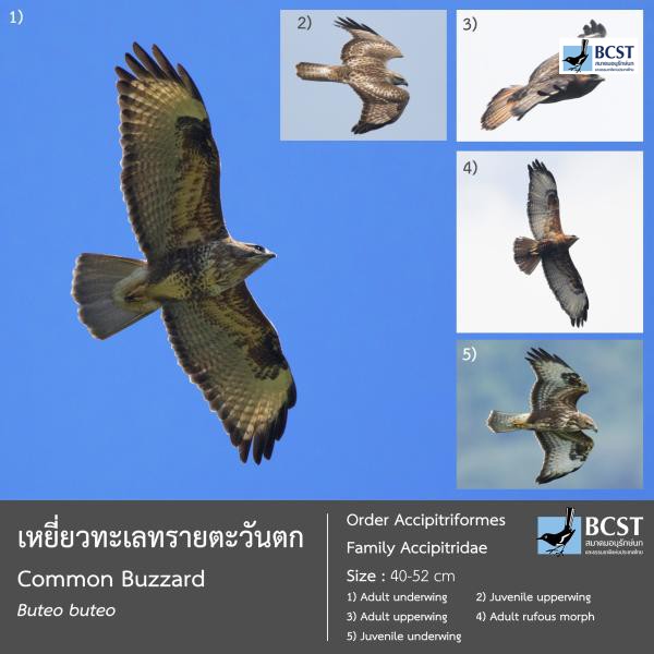 Buteo buteo