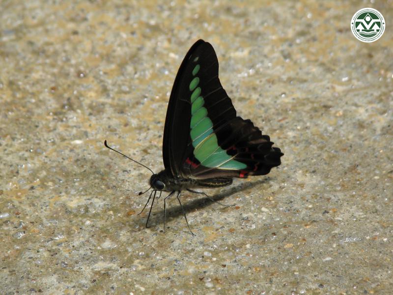 Graphium sarpedon