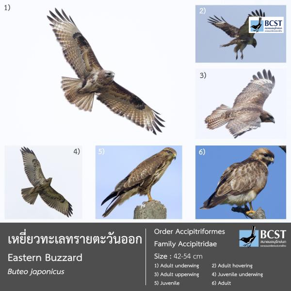 Buteo japonicus