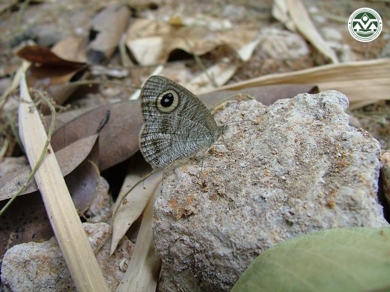 Ypthima buldus
