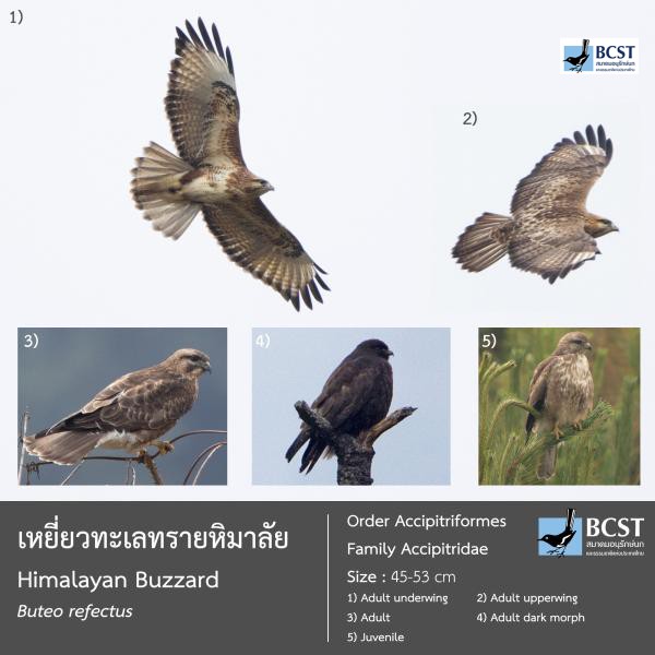 Buteo refectus