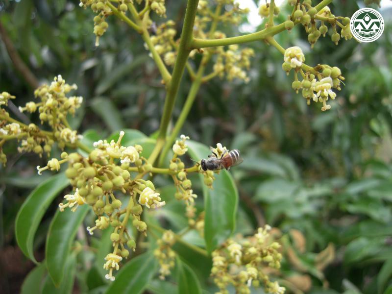 Apis florea