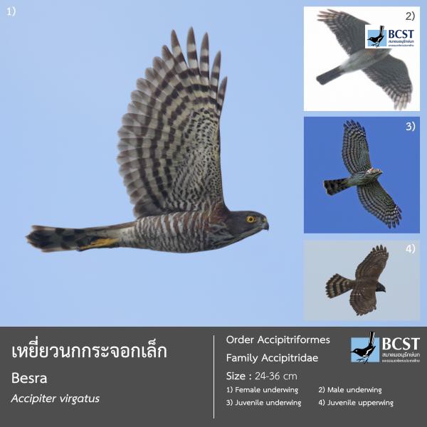 Accipiter virgatus