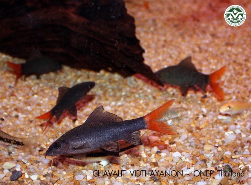 Epalzeorhynchos bicolor