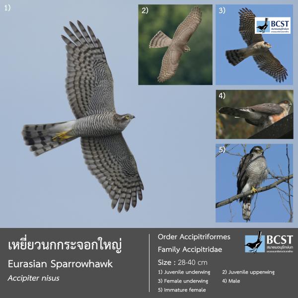 Accipiter nisus