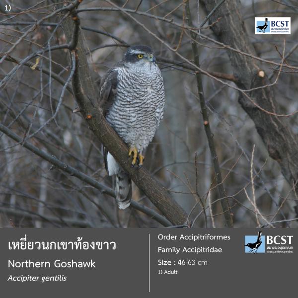 Accipiter gentilis