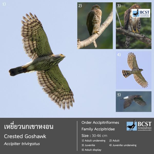 Accipiter trivirgatus
